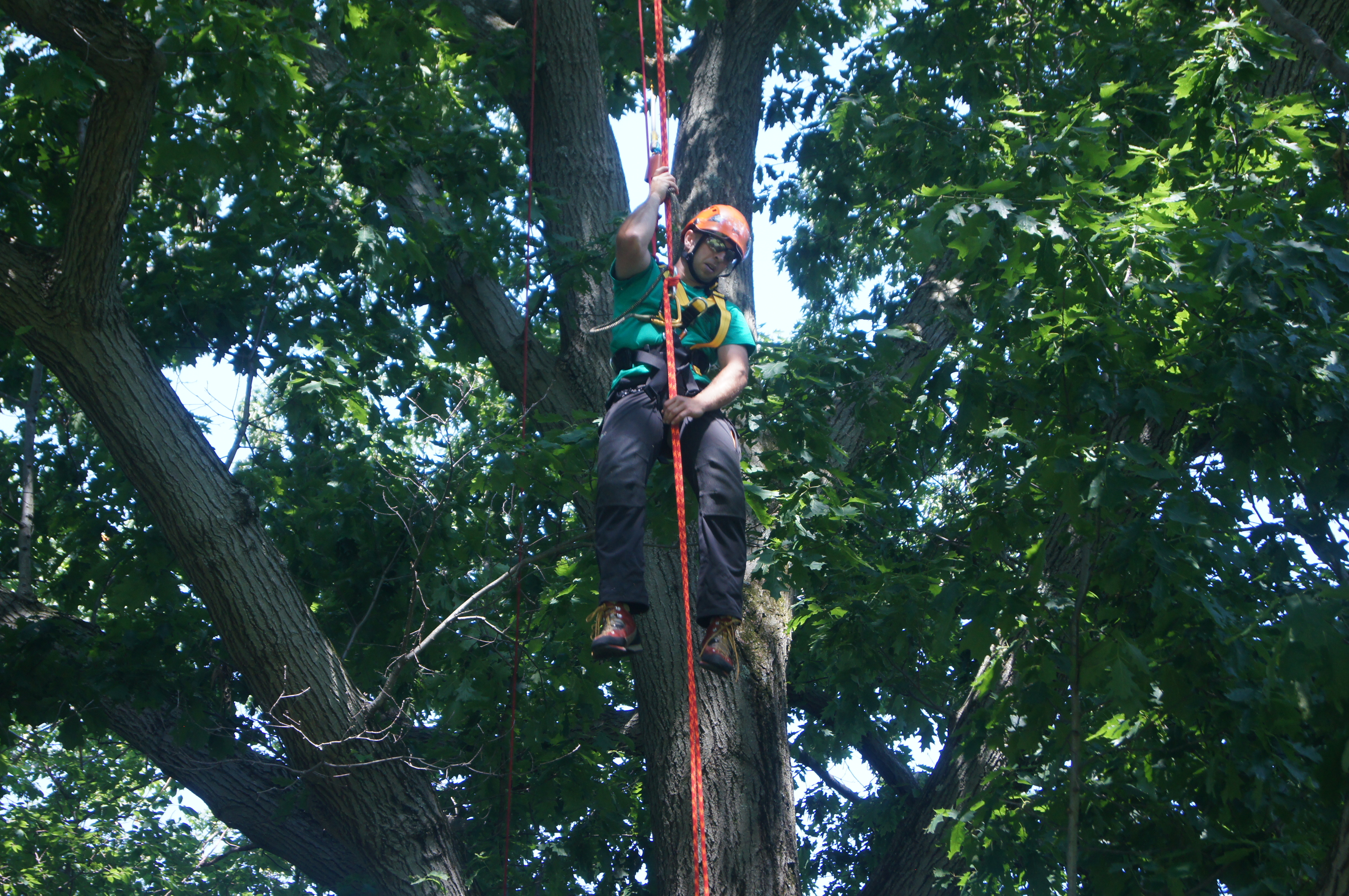 Tree Climbing Championship Competition at the Brooklyn Botanic Garden