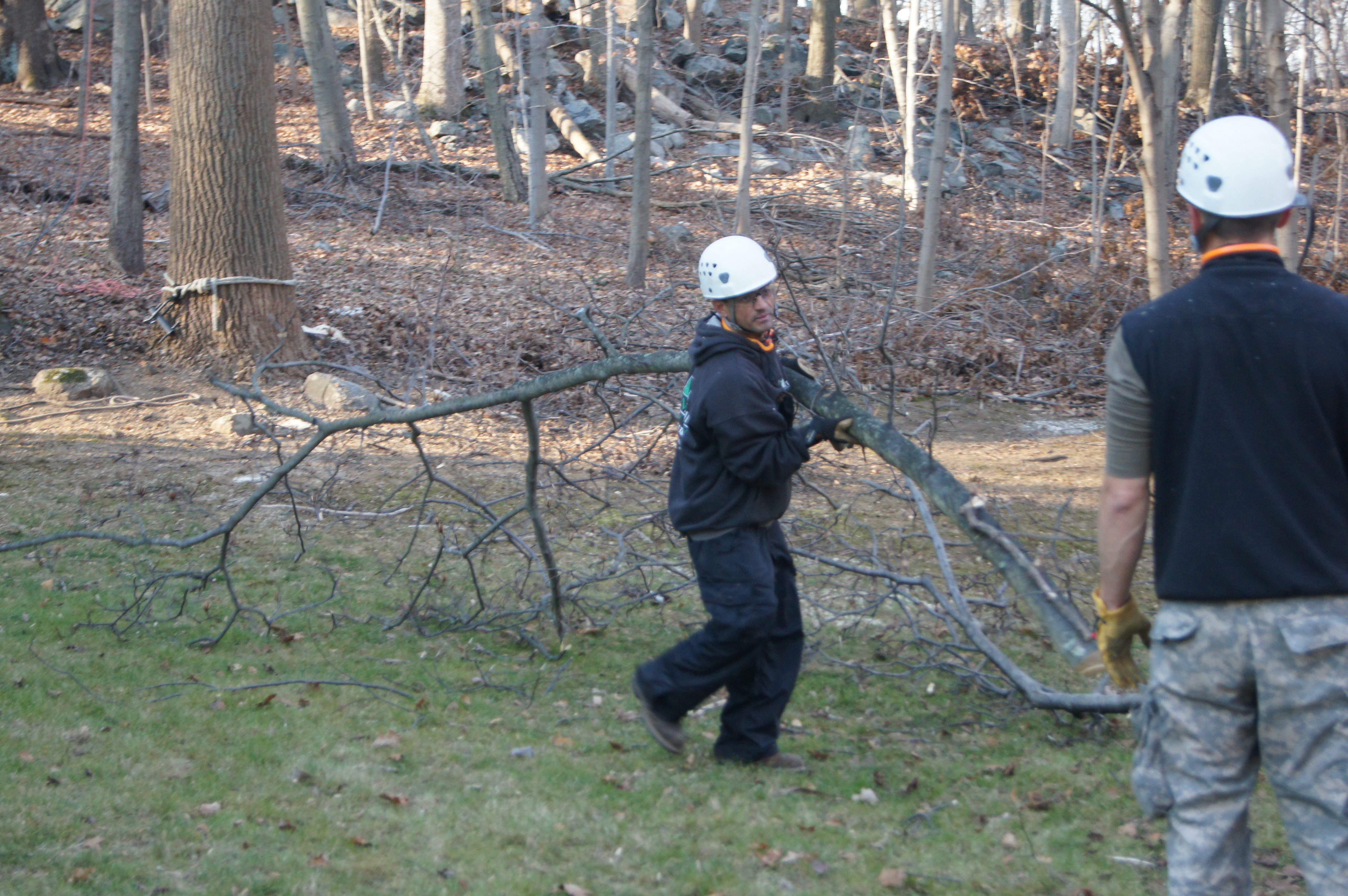 Tree Care Service