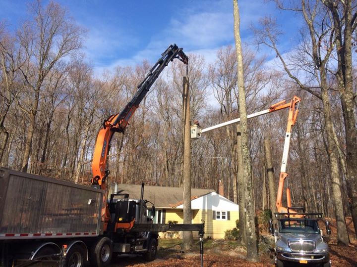 Armonk NY Tree Removal