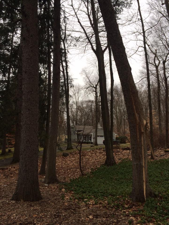 Emergency Tree Removal Services