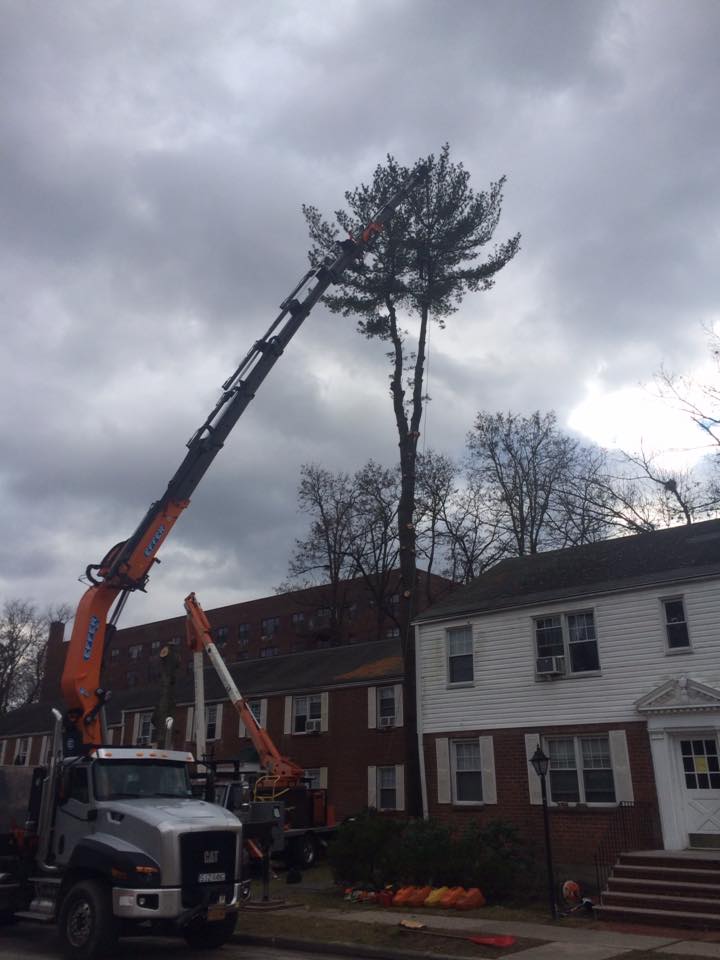 Mt. Kisco Tree Removal