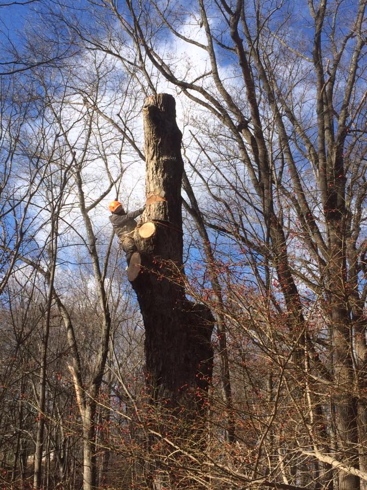 Tree Removal Services