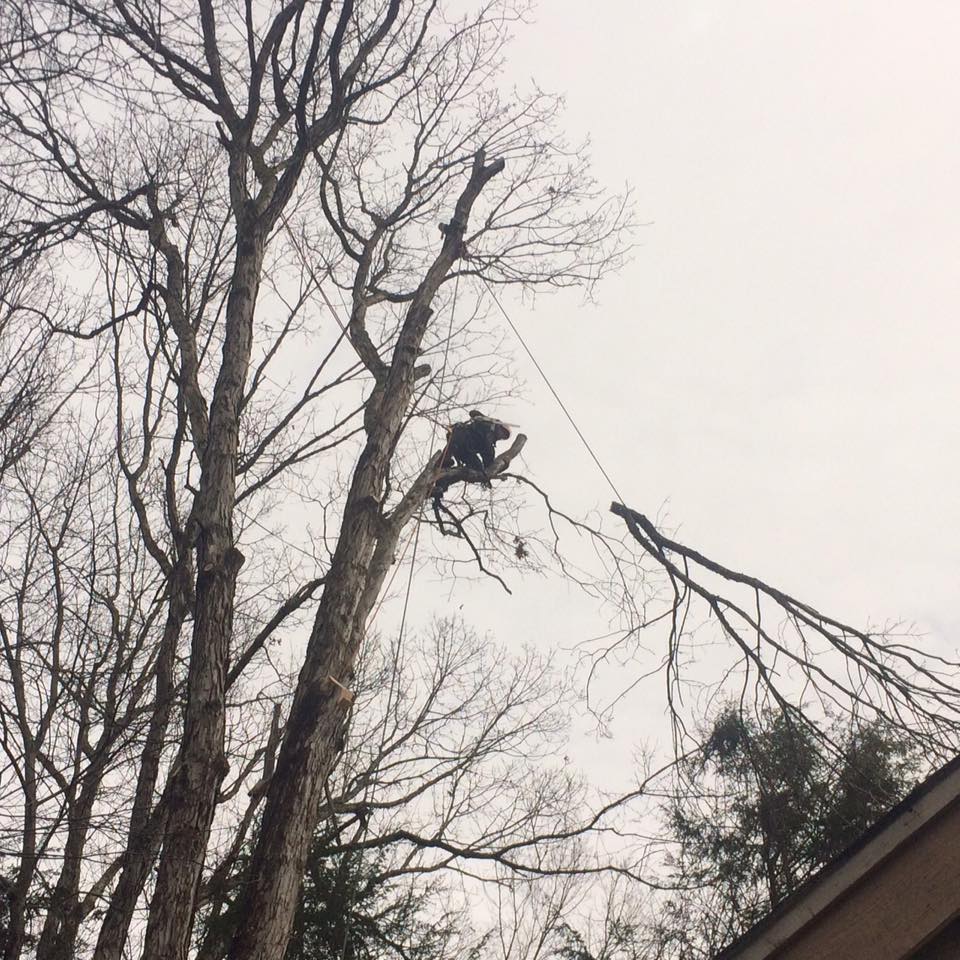 Pound Ridge Tree Removal
