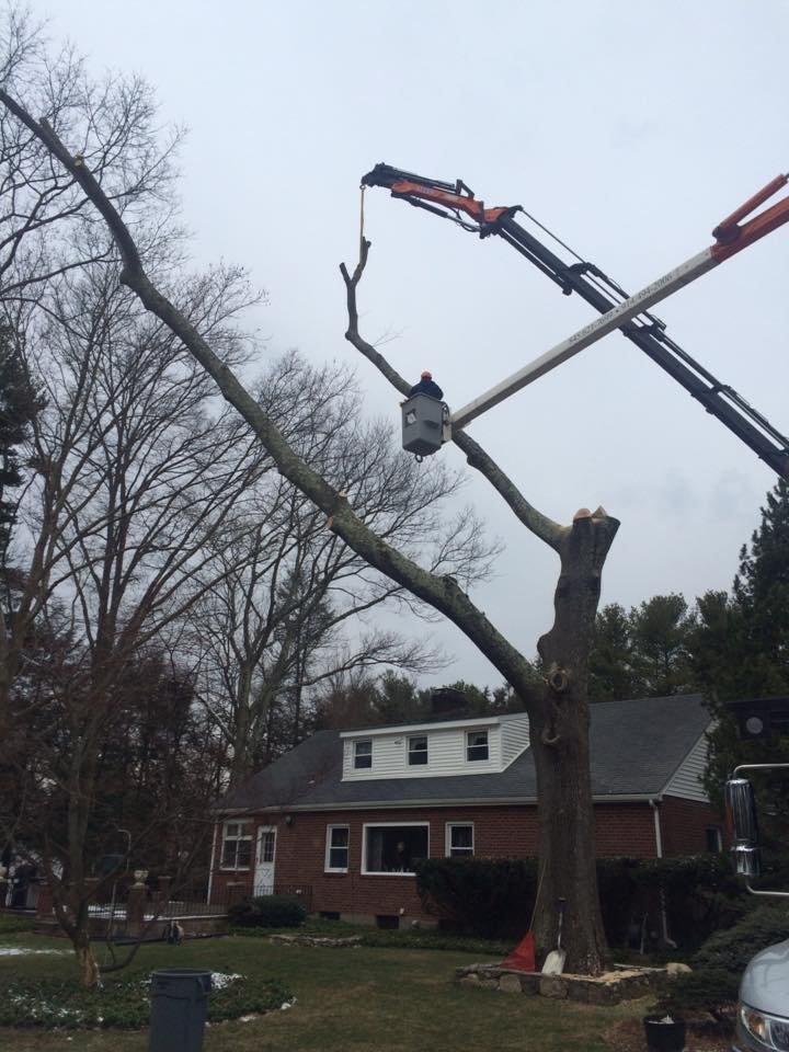 Oak Tree Removal