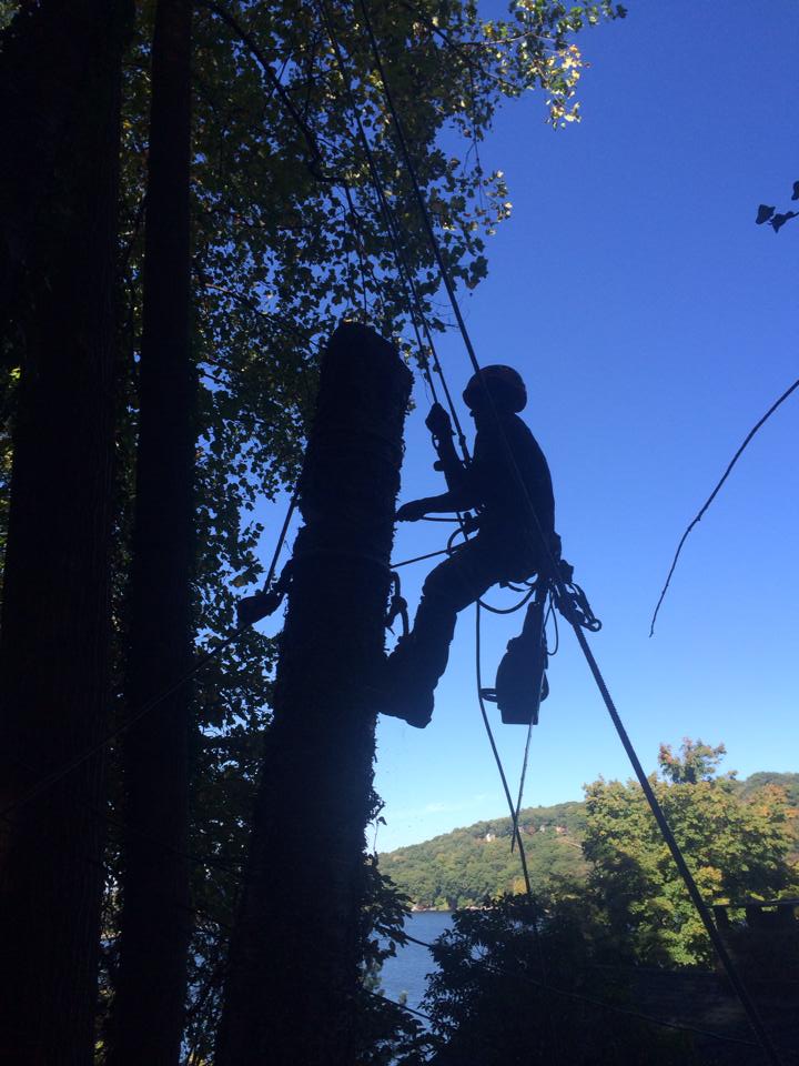 Birch Tree Removal