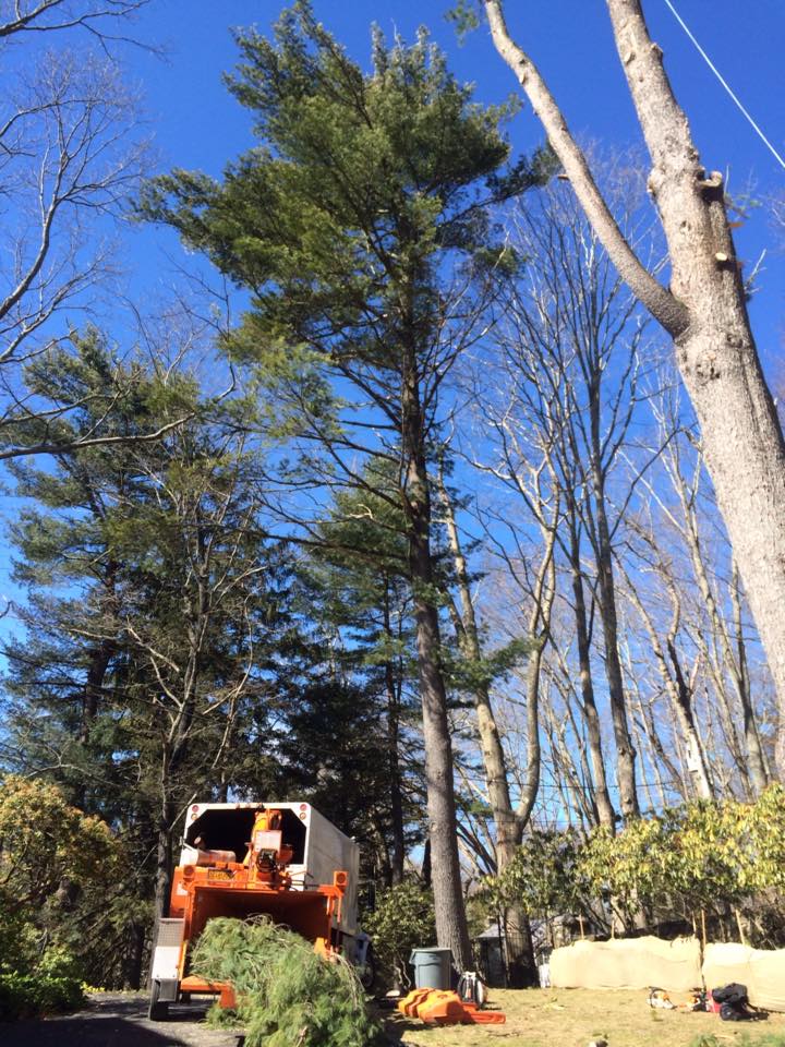 24/7 Emergency Tree Service