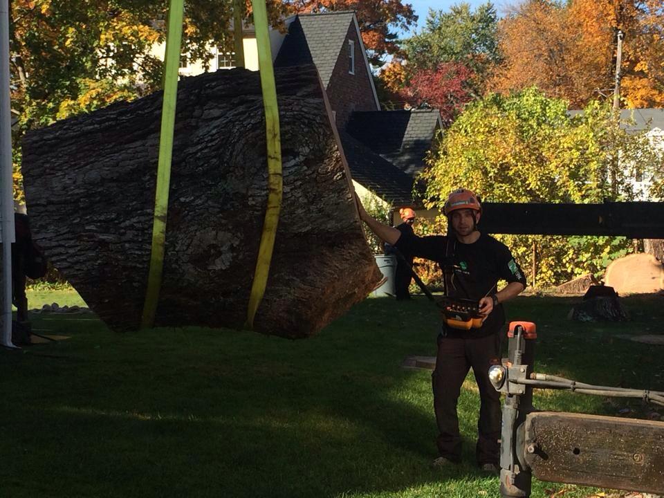 Premium Scarsdale Tree Services