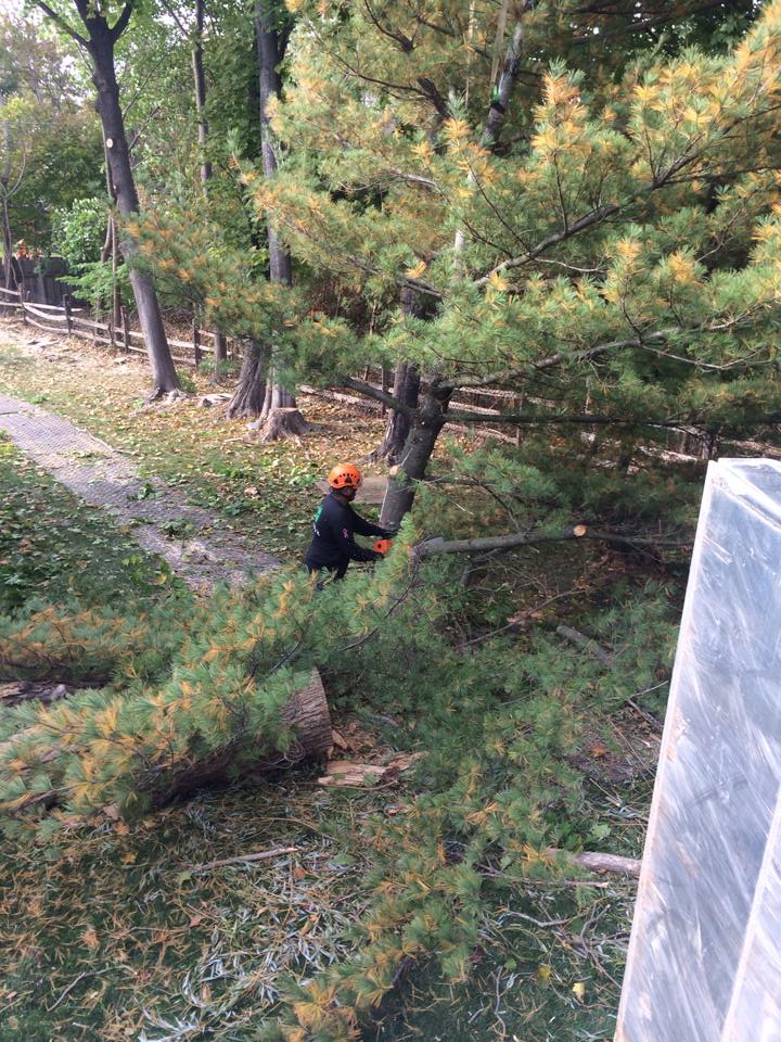 Yorktown Heights White Pine Removal