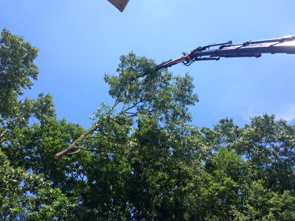 Another Successful Oak Tree Removal