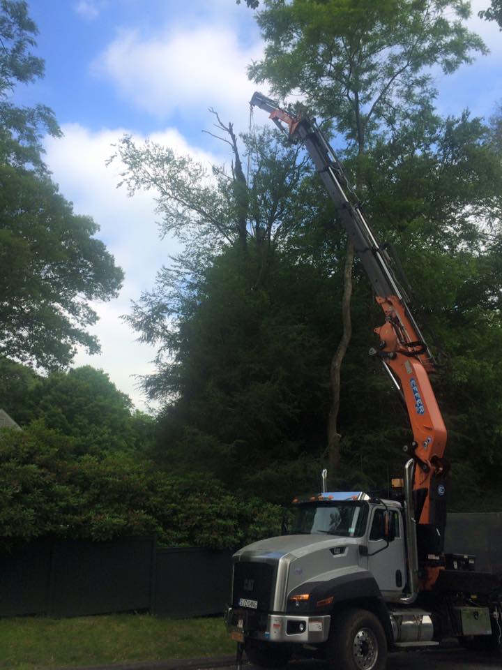 Birch Tree Removal