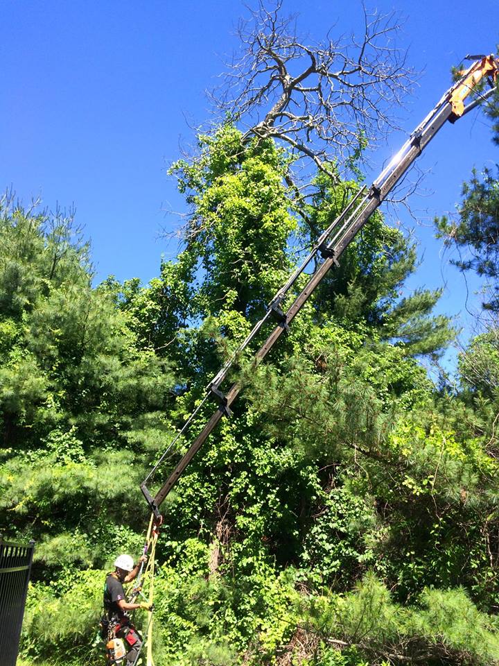 Kent NY Tree Removal