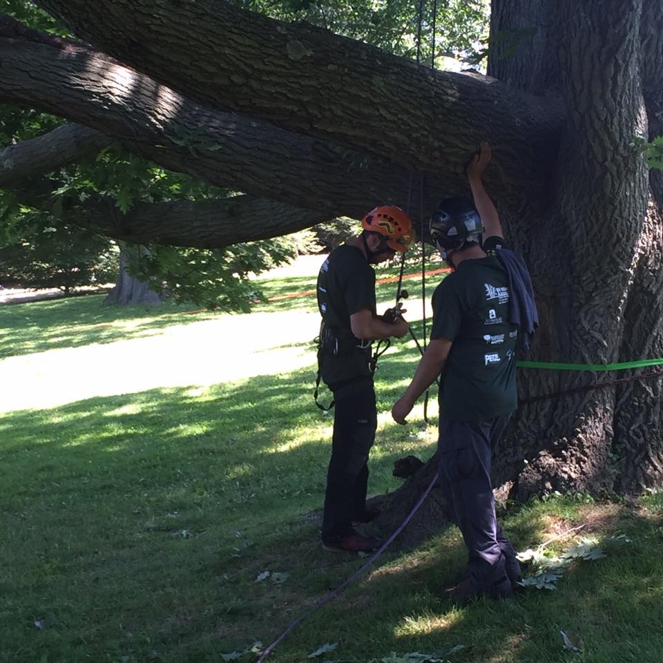 2016 NYSA Tree Climbing Championship