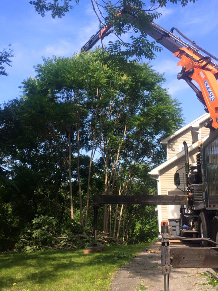 Patterson NY Tree Removal Services