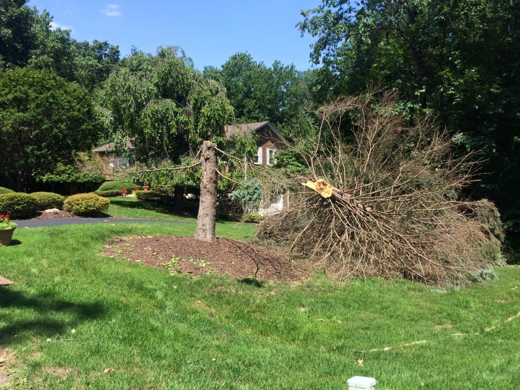 Emergency Tree Service Available