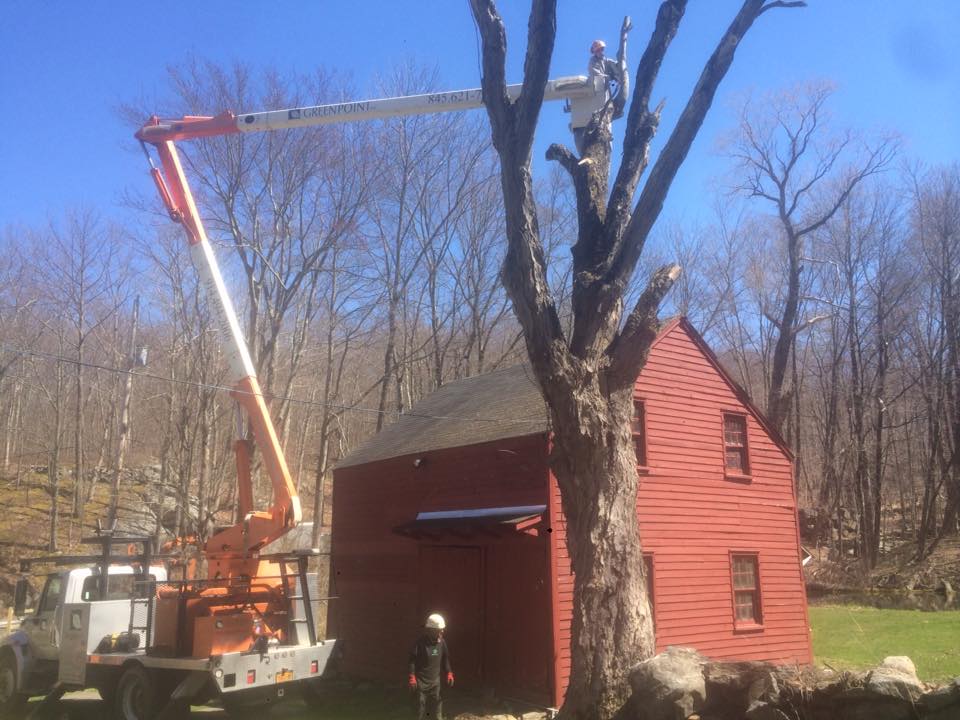 Putnam Valley Tree Stump Removal