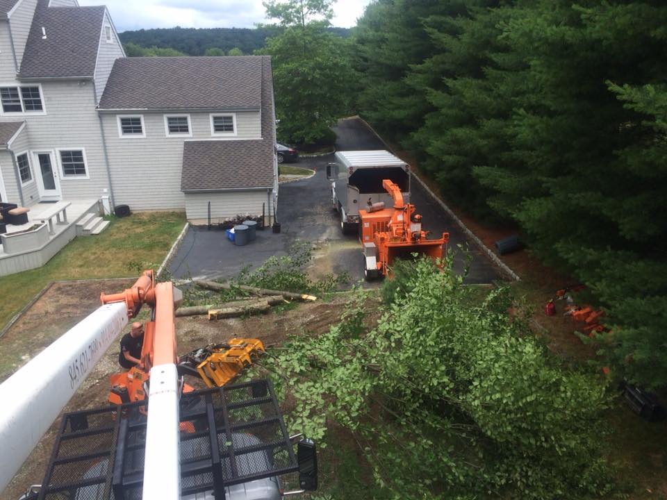 Weston CT Tree Service