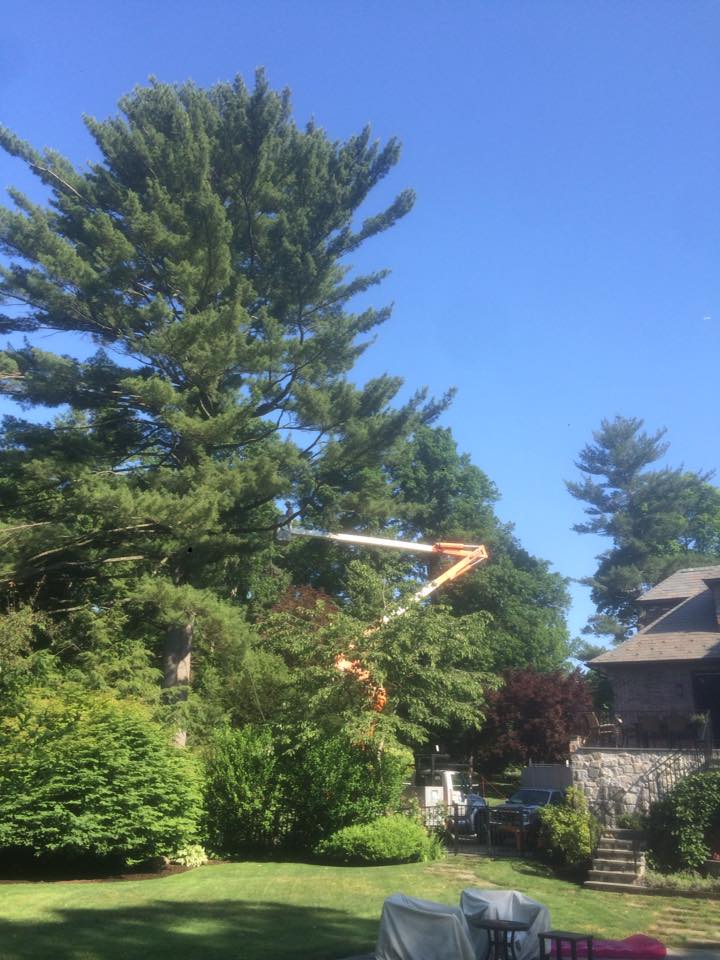 Connecticut Tree Services