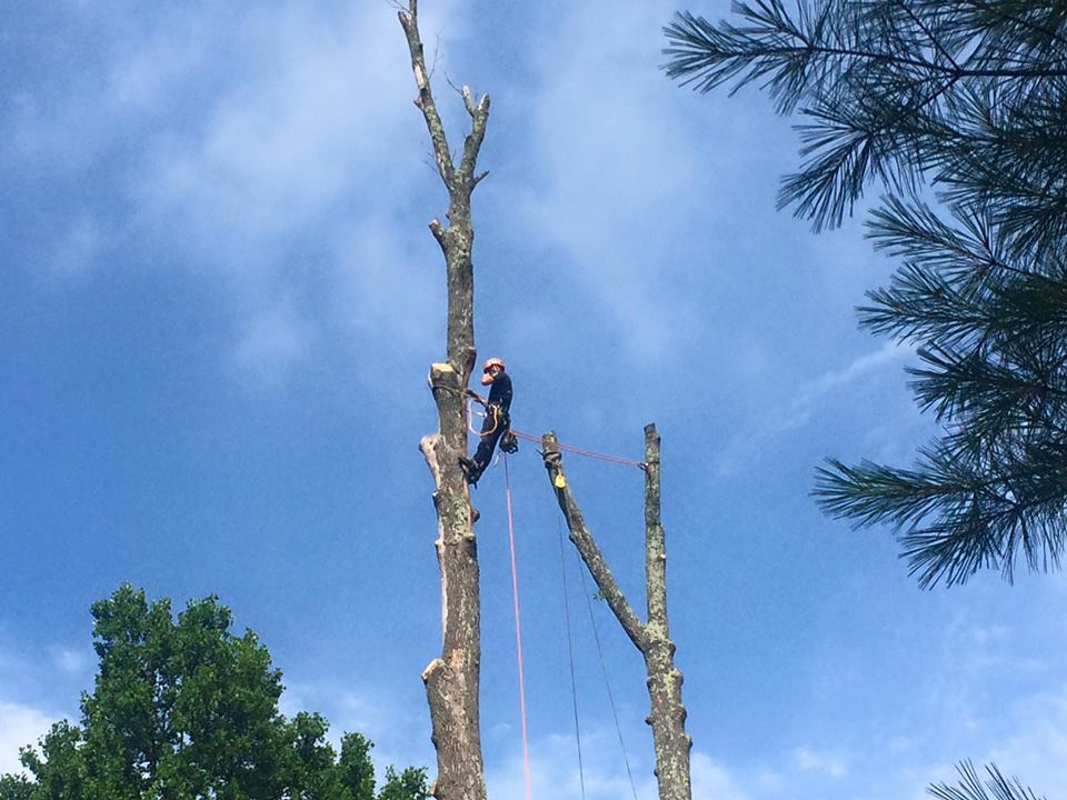 Croton-on-Hudson Tree Removal