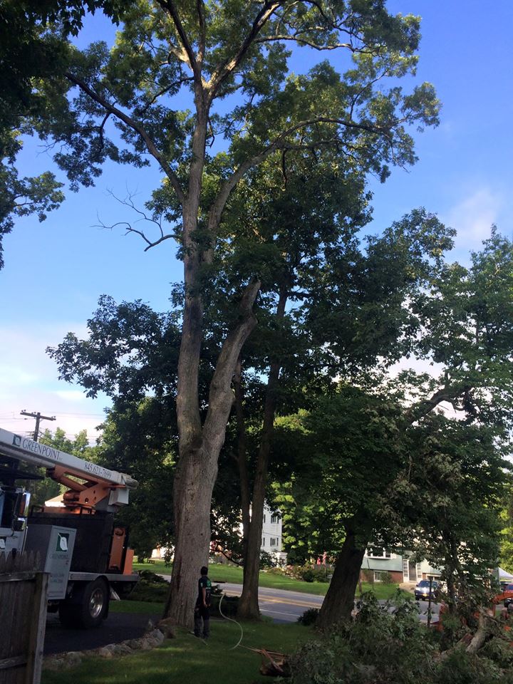 Cortland Manor NY Tree Service