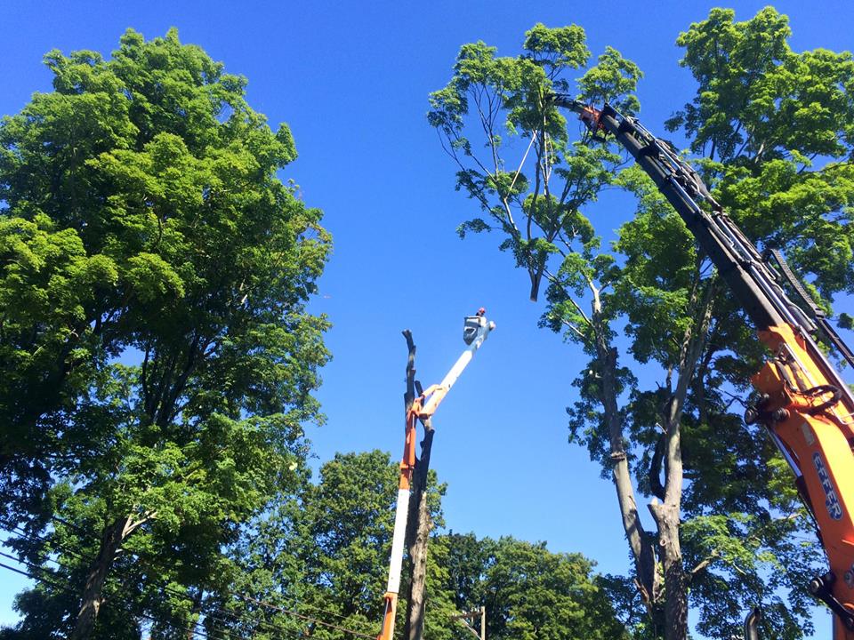 Connecticut Tree Service