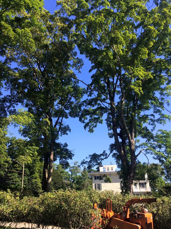 Greenwich, CT Tree Service