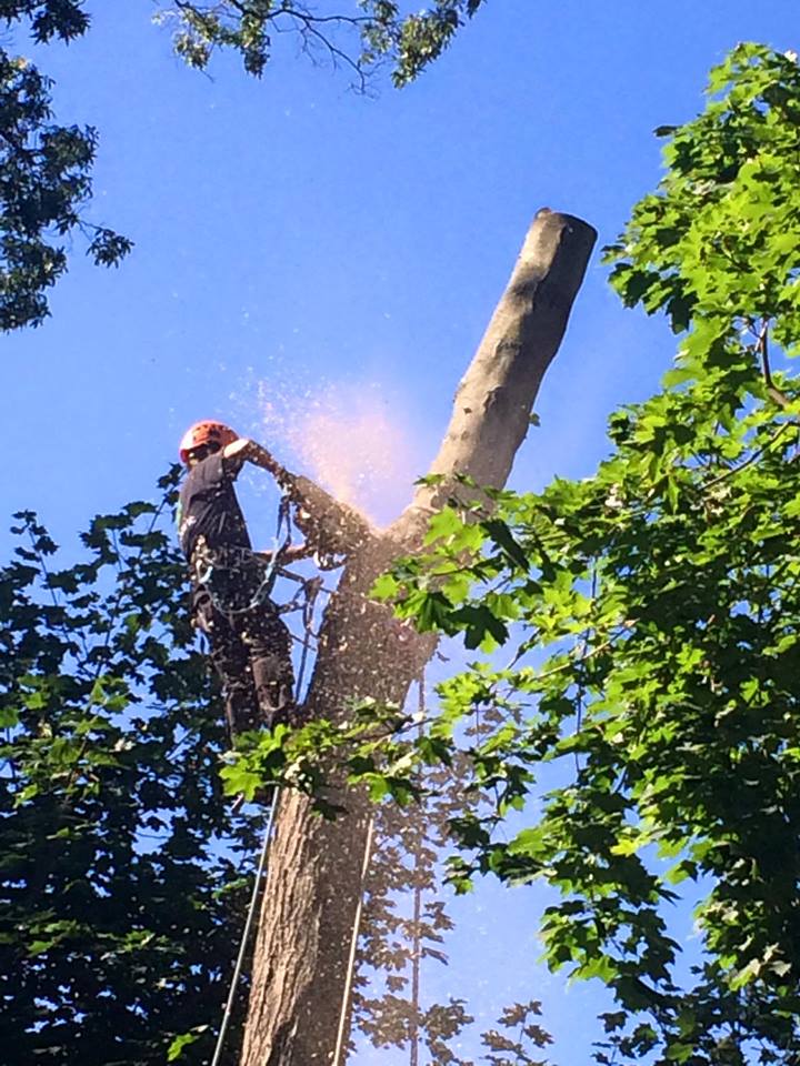 Stamford CT Tree Removal
