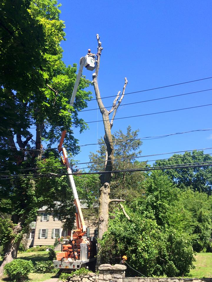 Happy Monday from Greenpoint Tree Service