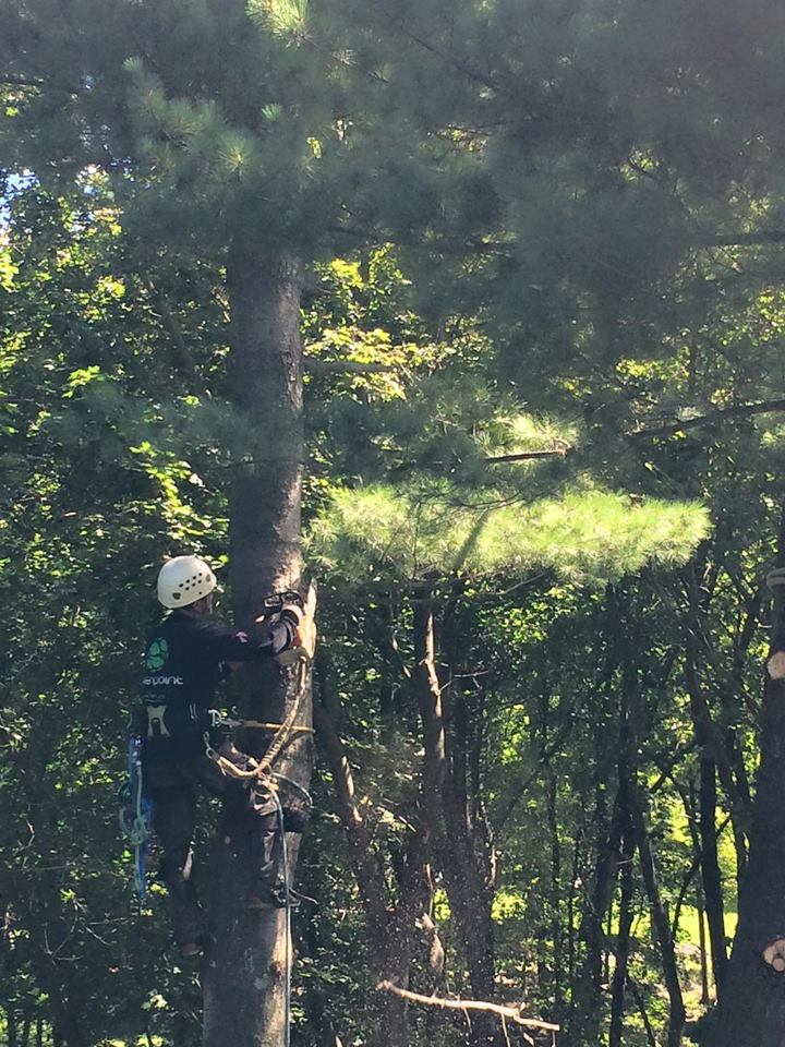 Mahopac NY Premium Tree Services