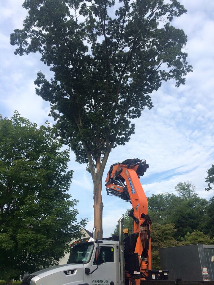 Katonah NY Tree Service