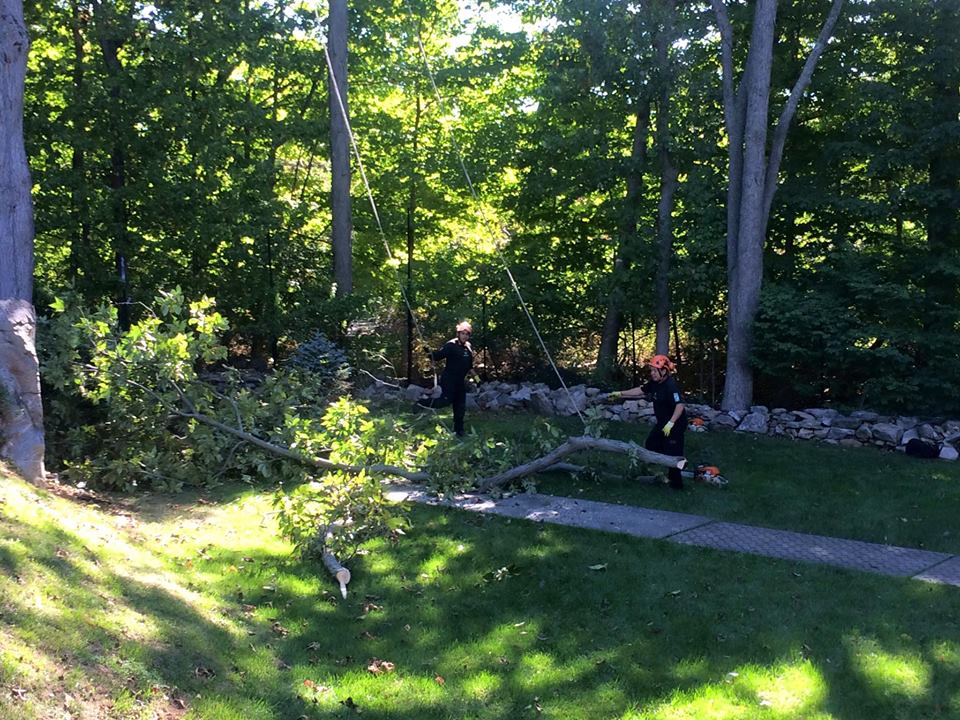 Hickory Tree Removal