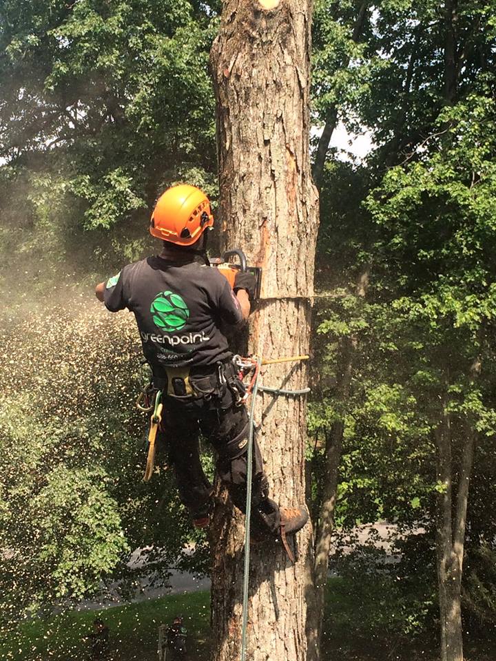 Tree Service Specialists