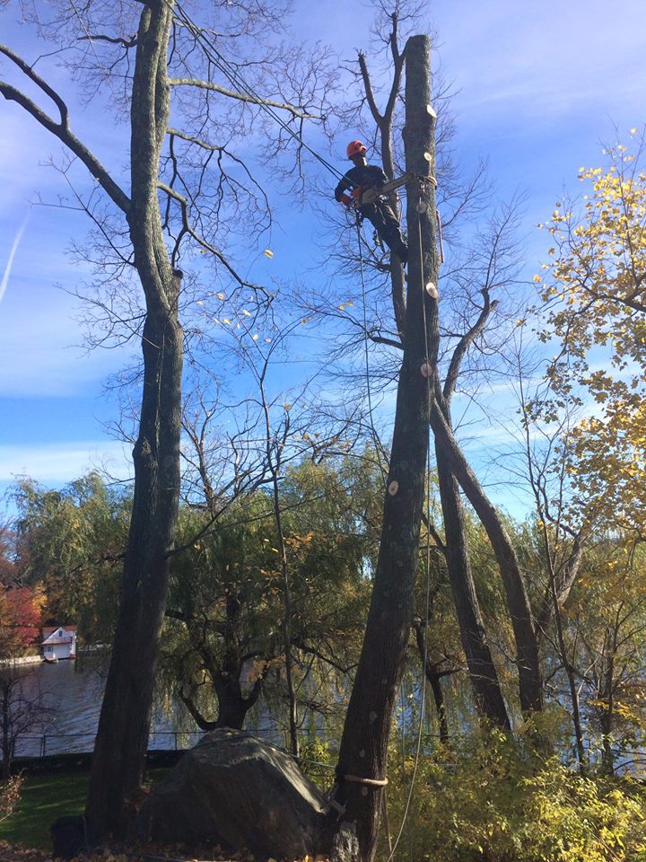 Mahopac NY Tree Removal