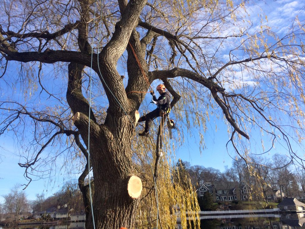 Mahopac NY Stump Grinding