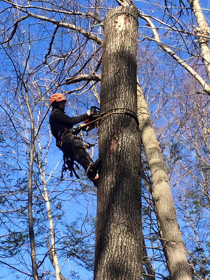 Danbury CT Tree Removal
