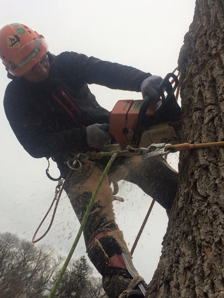 Premium Stump Grinding