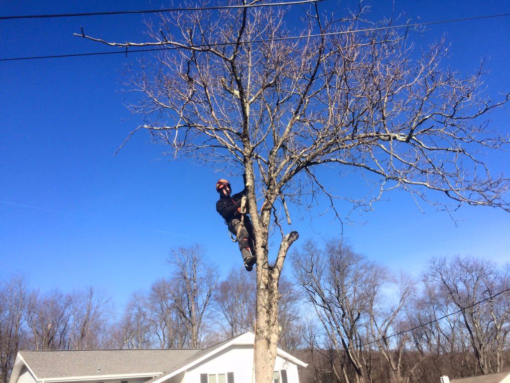 Tree Removal North Salem NY