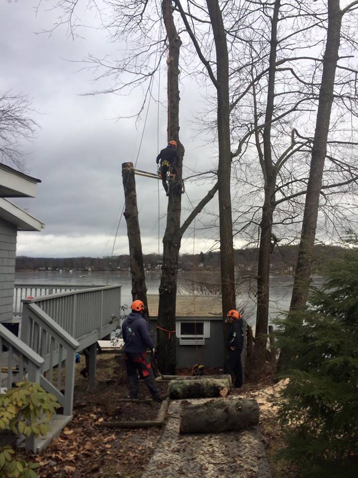 NY & CT Tree Trimming Services