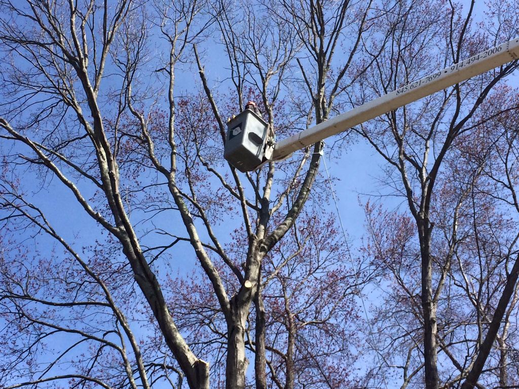 Yorktown NY Tree Trimming