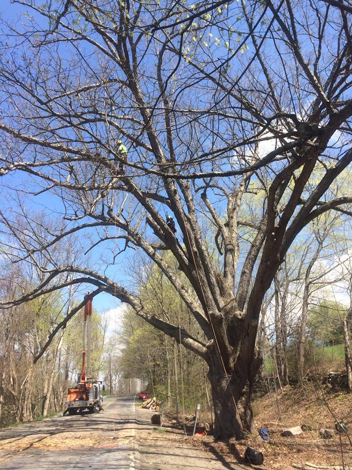 Our Tree Experts are here to Help