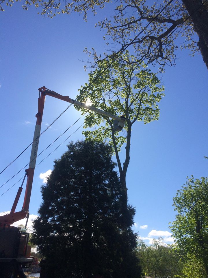 Premium Tree Trimming Services