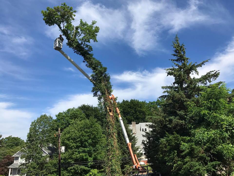 The Best in Tree Care