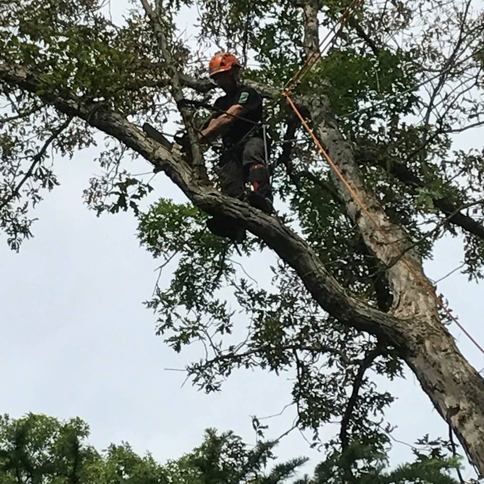 Tree Service Pros