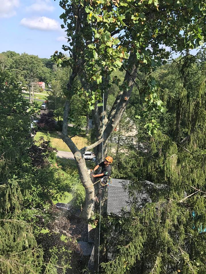 Simply the Best in Tree Services